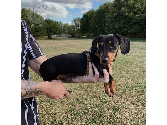 PoulaTo: DACHSHUND